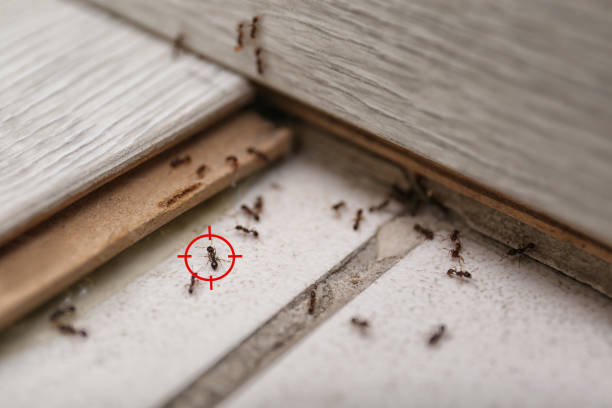 Best Wildlife Control Services  in Greensboro, AL