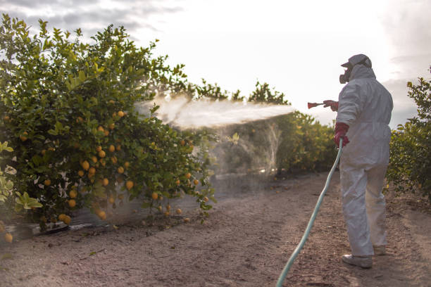 Best Termite Control Services  in Greensboro, AL