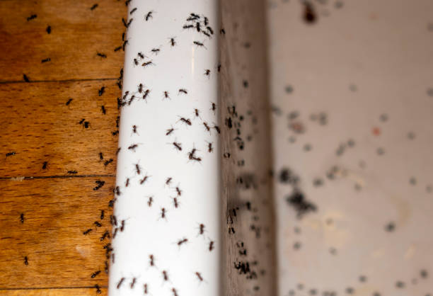 Best Best Pest Control Companies  in Greensboro, AL
