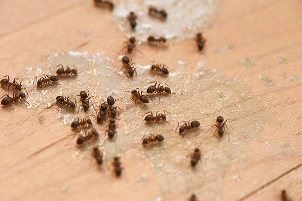 Best Best Pest Control Near Me  in Greensboro, AL